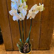 Phalaenopsis orchid in pot