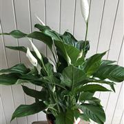 Spathiphyllum - large