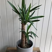 Yucca  - large