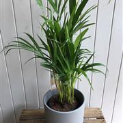 Palm