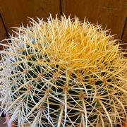 Ball Cactus