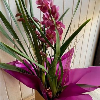 Large Cymbidium Orchid Plant