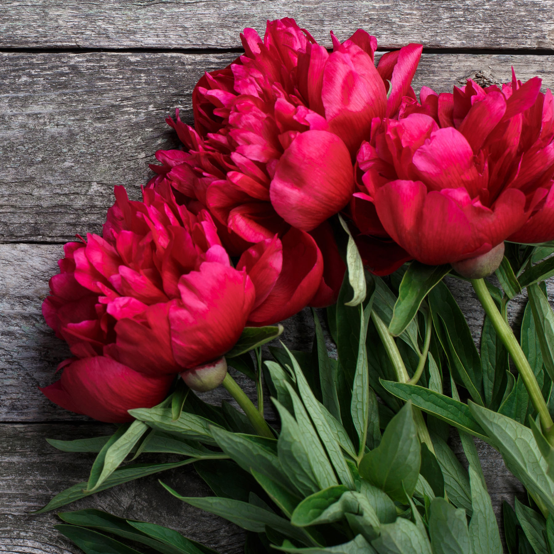 Garlands Florist